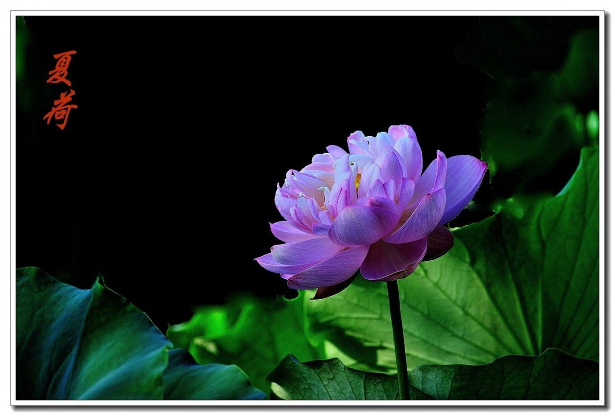 一组（夏日荷花）恭贺安泽好友荣任小五星空(中国)新版主