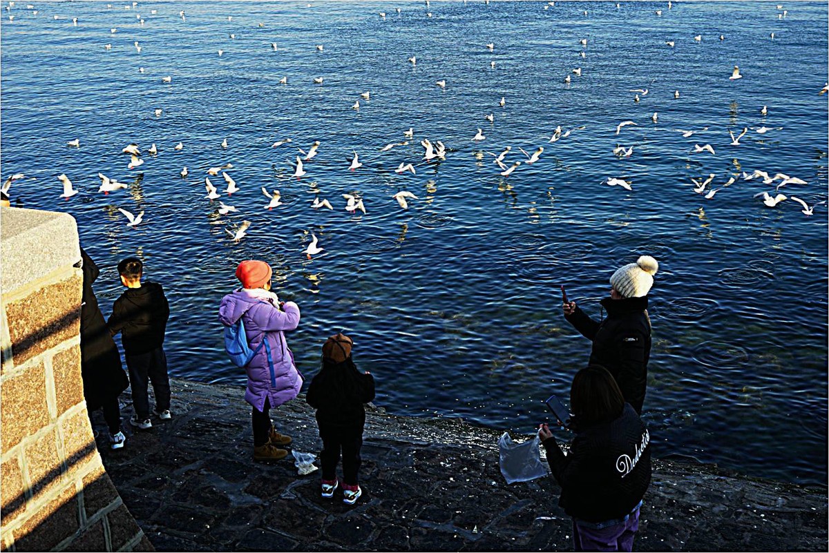 青岛前海沿儿看海鸥