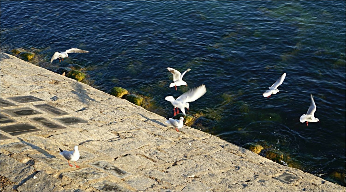 青岛前海沿儿看海鸥