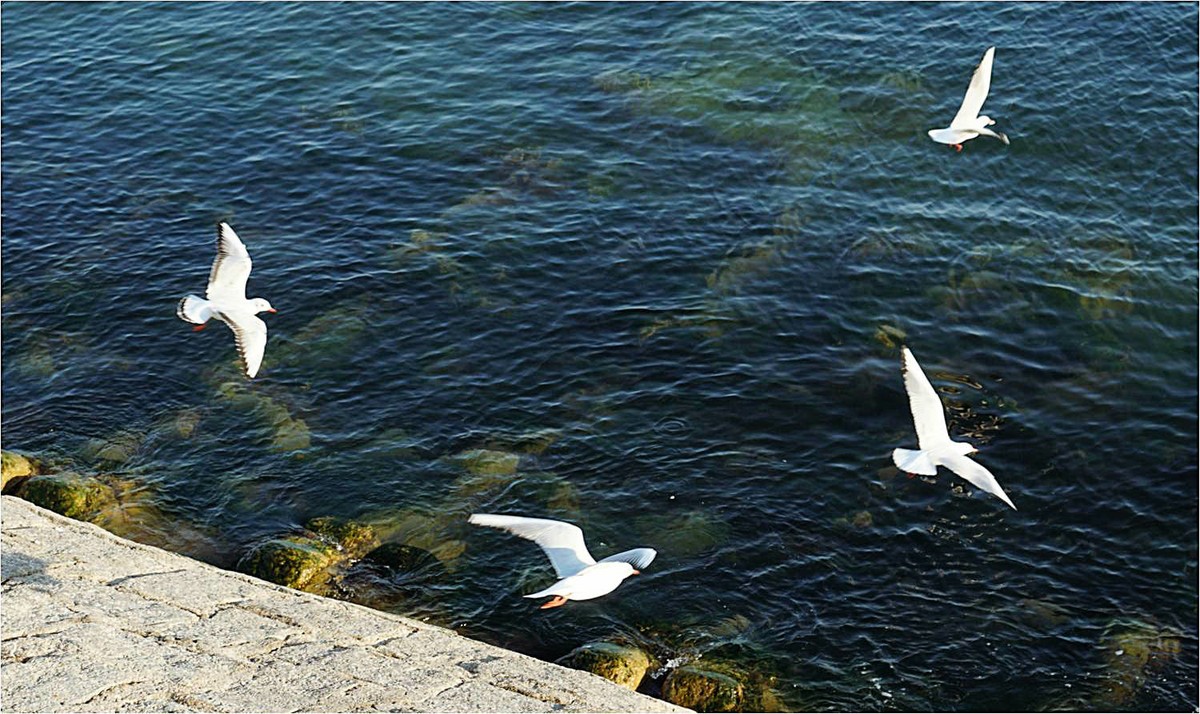青岛前海沿儿看海鸥