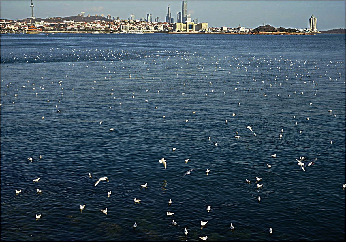 青岛前海沿儿看海鸥