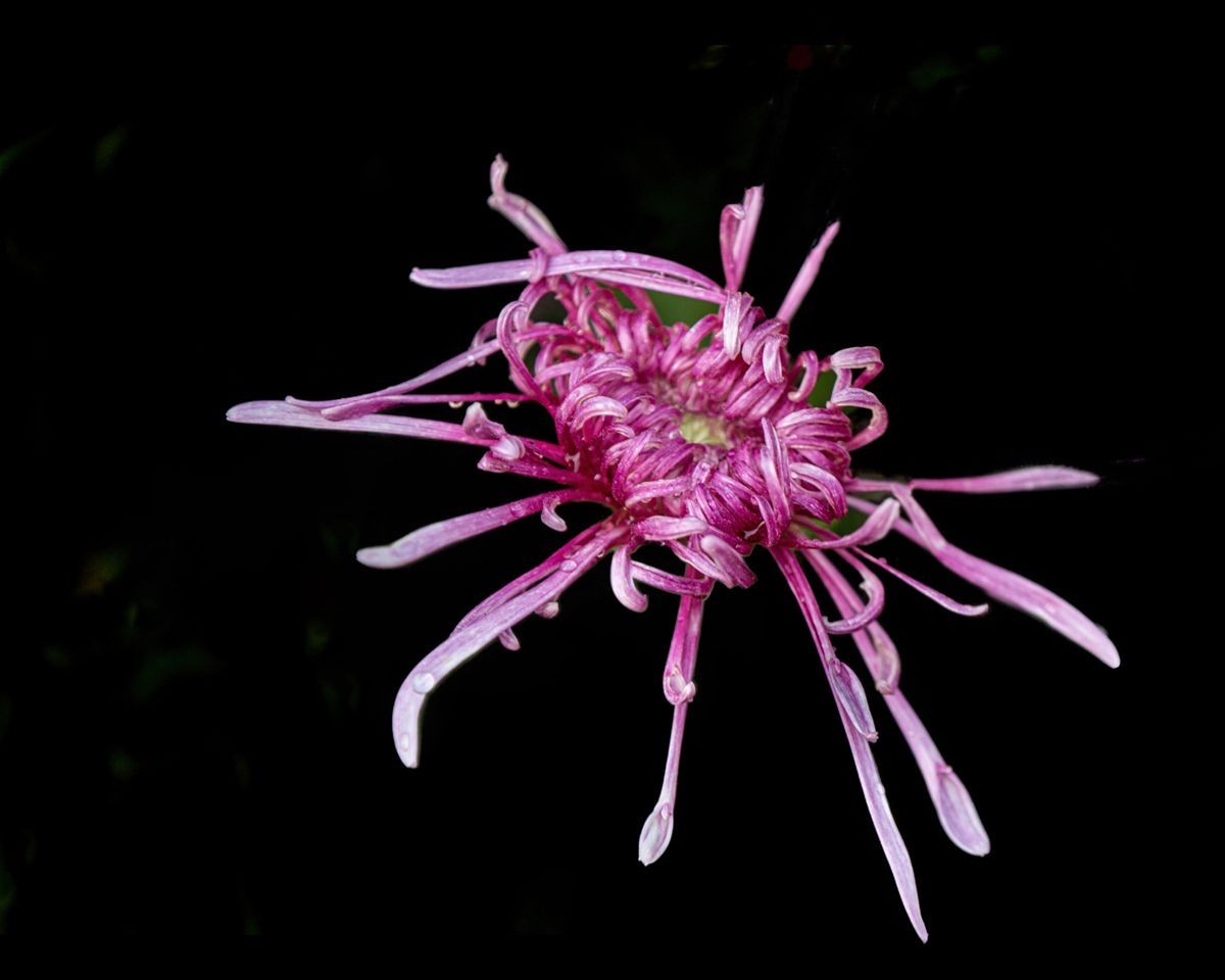 待到秋来九月八，我花开后百花杀---秋季一组