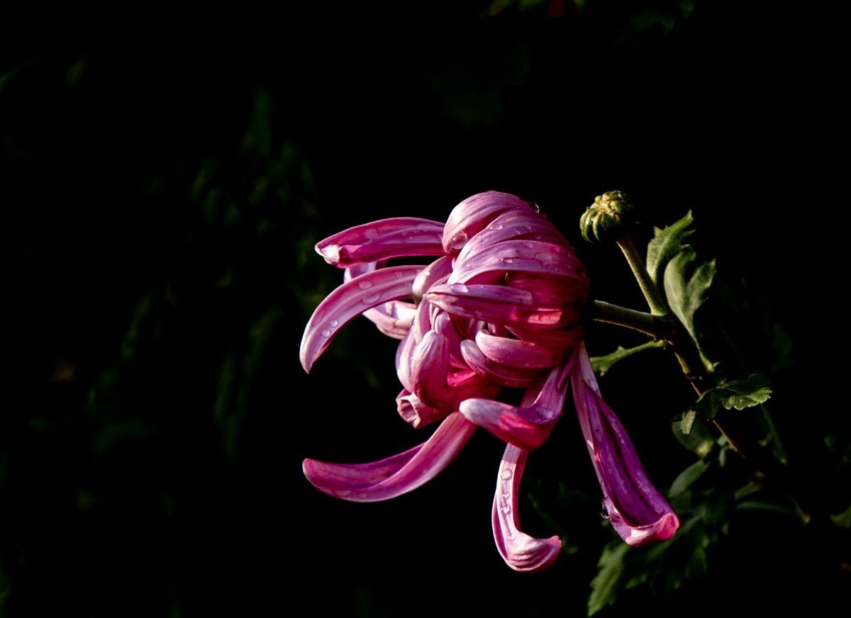 待到秋来九月八，我花开后百花杀---秋季一组