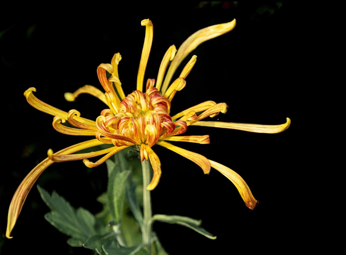 待到秋来九月八，我花开后百花杀---秋季一组