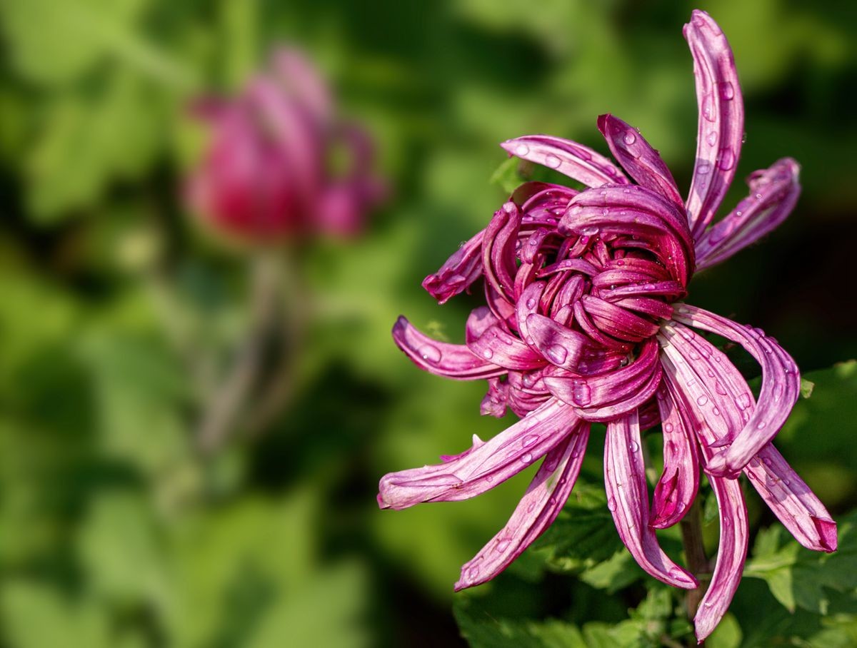 待到秋来九月八，我花开后百花杀---秋季一组