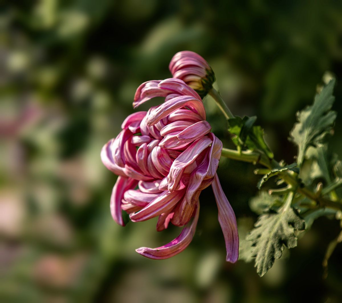 待到秋来九月八，我花开后百花杀---秋季一组