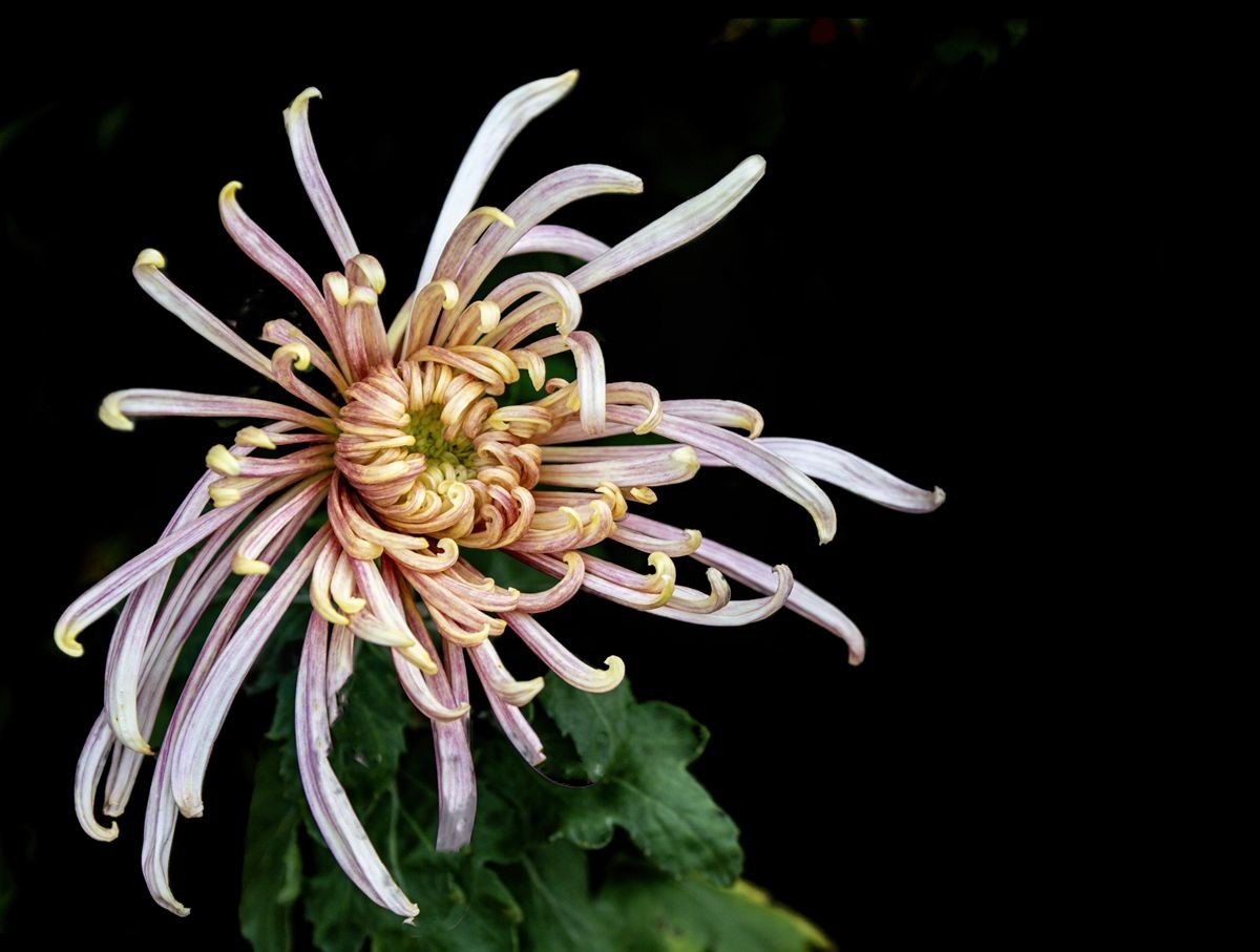 待到秋来九月八，我花开后百花杀---秋季一组