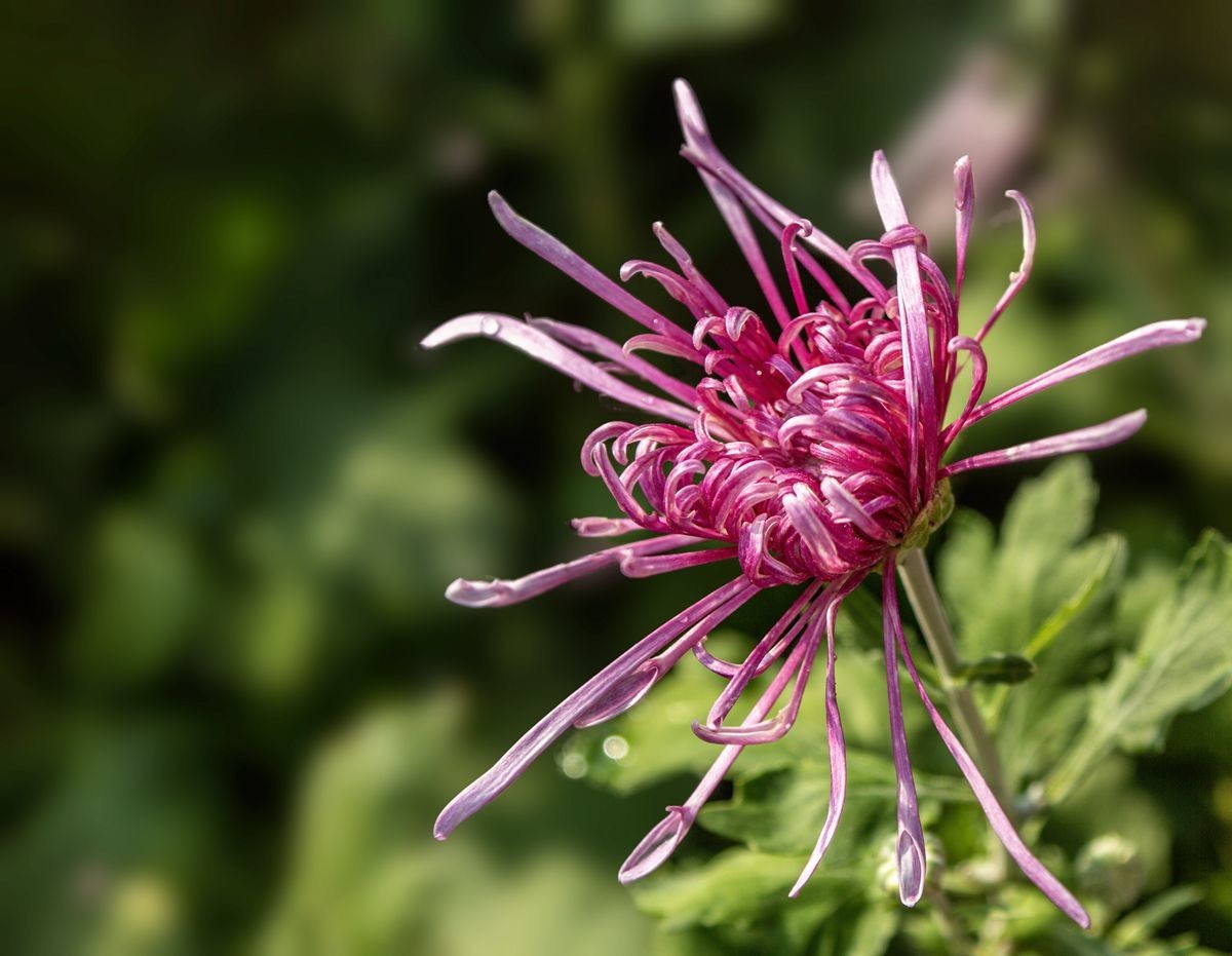 待到秋来九月八，我花开后百花杀---秋季一组