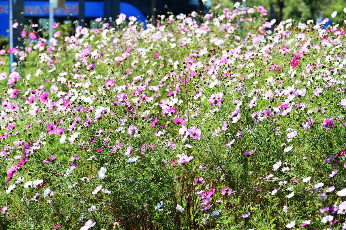 周日城边溜达抓住秋天的小尾巴