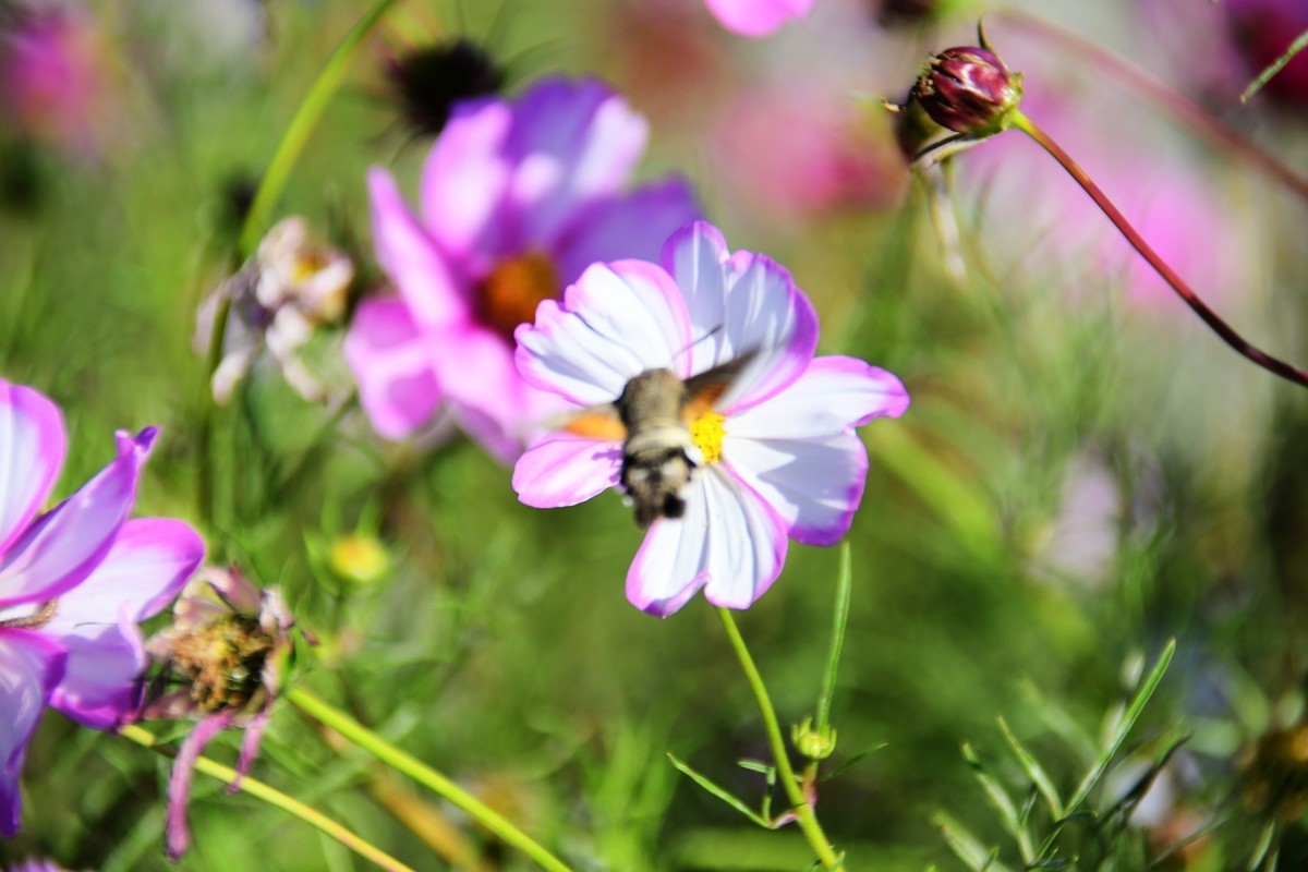 周日城边溜达抓住秋天的小尾巴