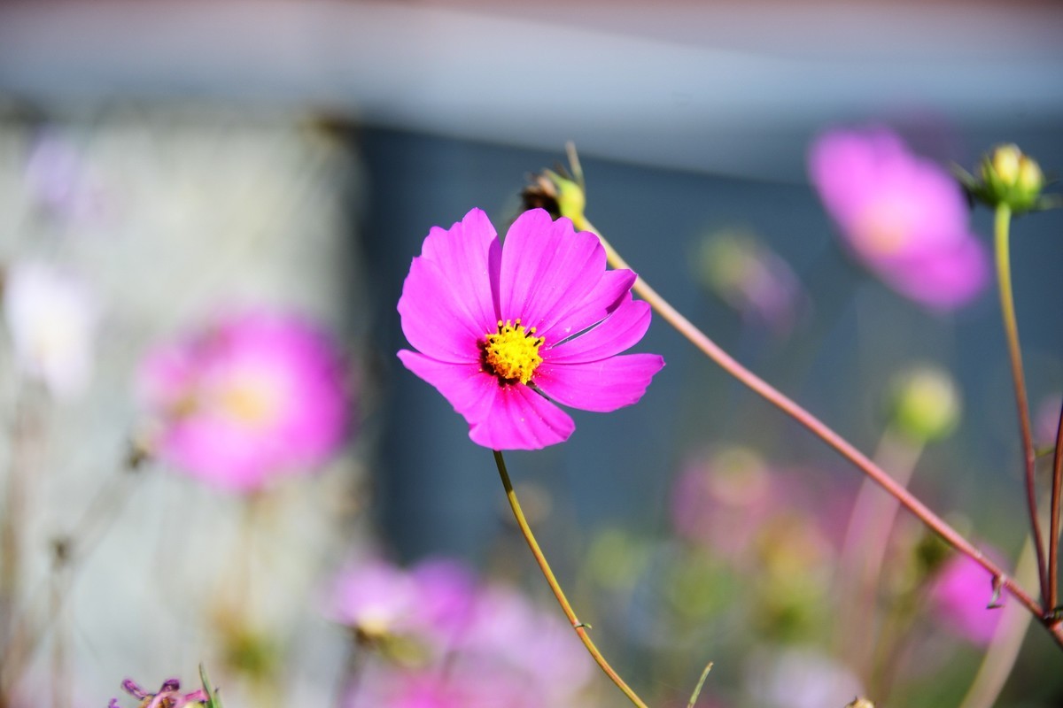 周日城边溜达抓住秋天的小尾巴