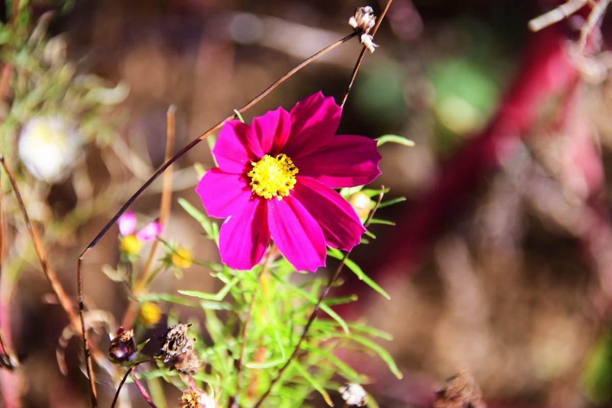 周日城边溜达抓住秋天的小尾巴