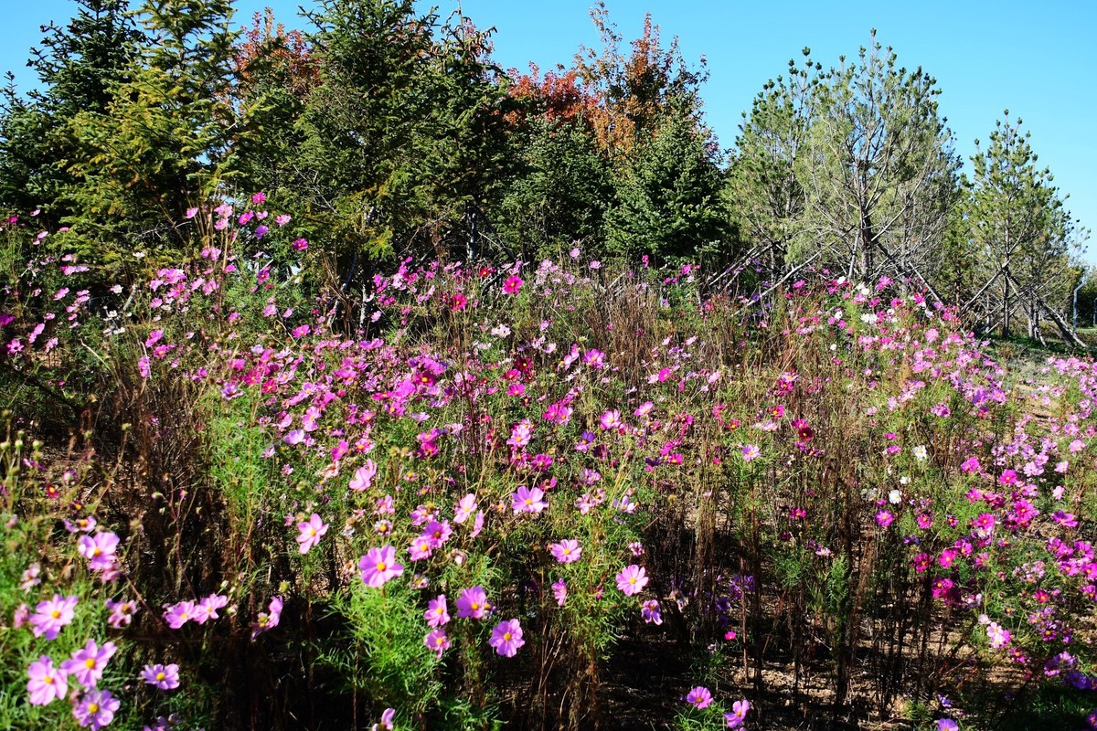 周日城边溜达抓住秋天的小尾巴