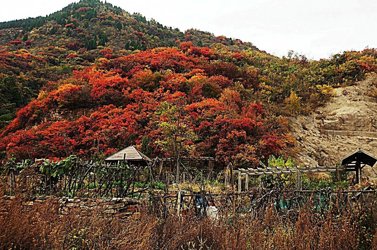 荒山野岭的红叶疯长呈现原生态的美