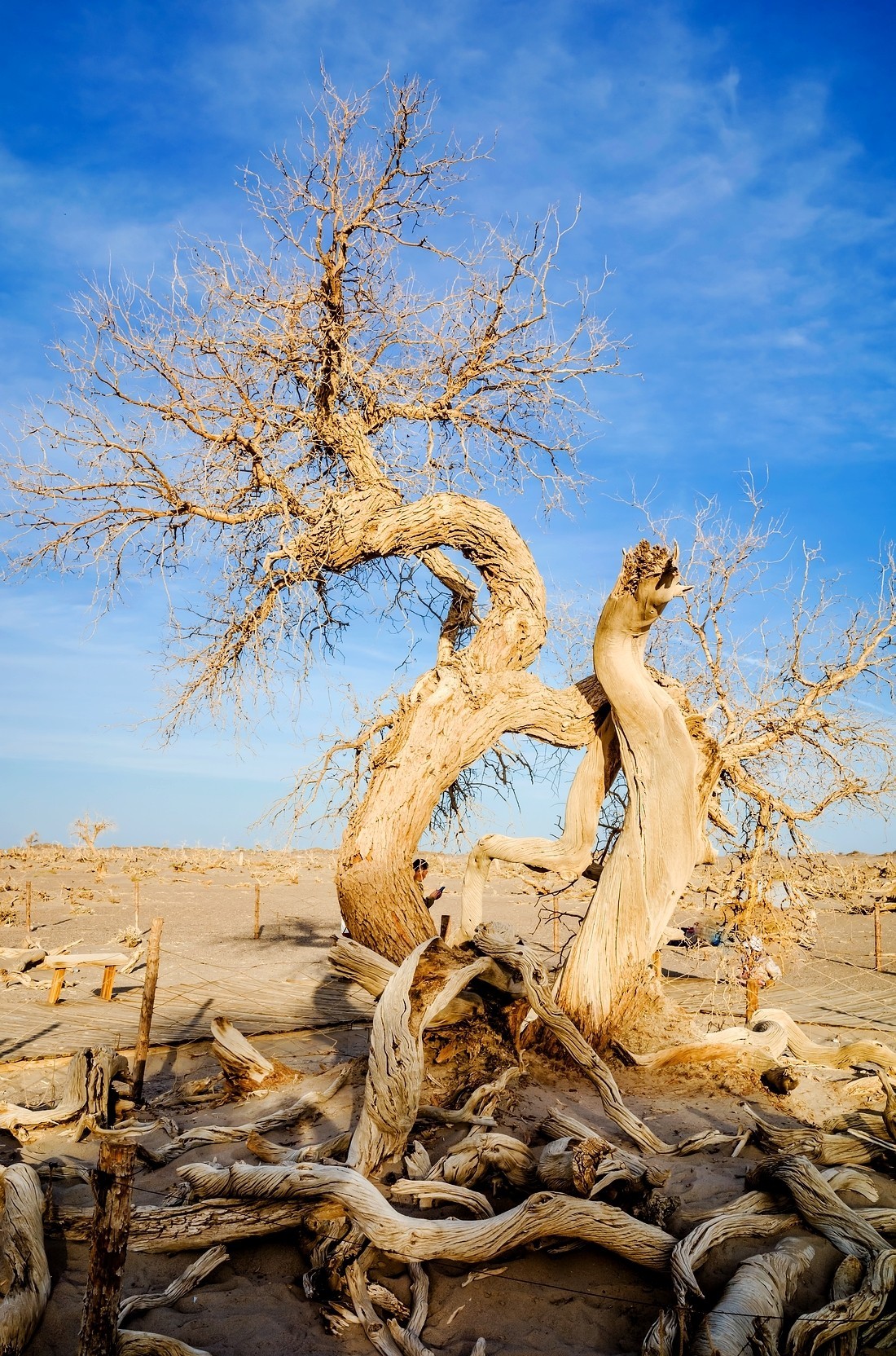 额旗纳.黑城.弱水怪树林