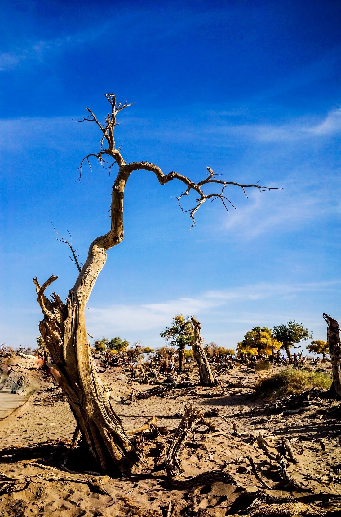 额旗纳.黑城.弱水怪树林