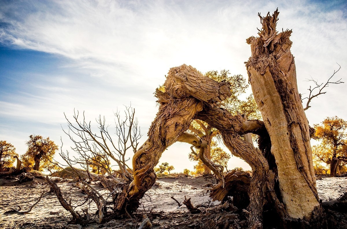 额旗纳.黑城.弱水怪树林
