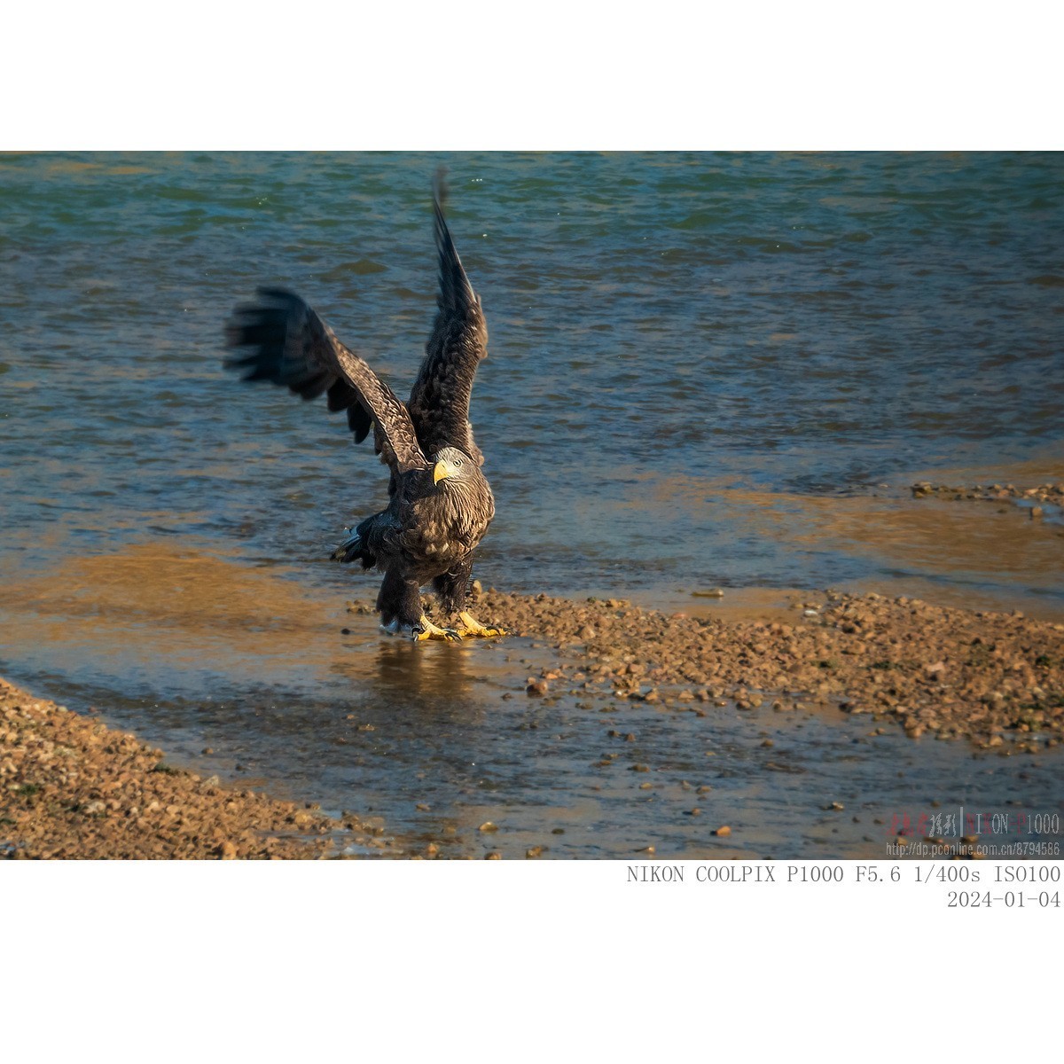 渭河上的白尾海雕