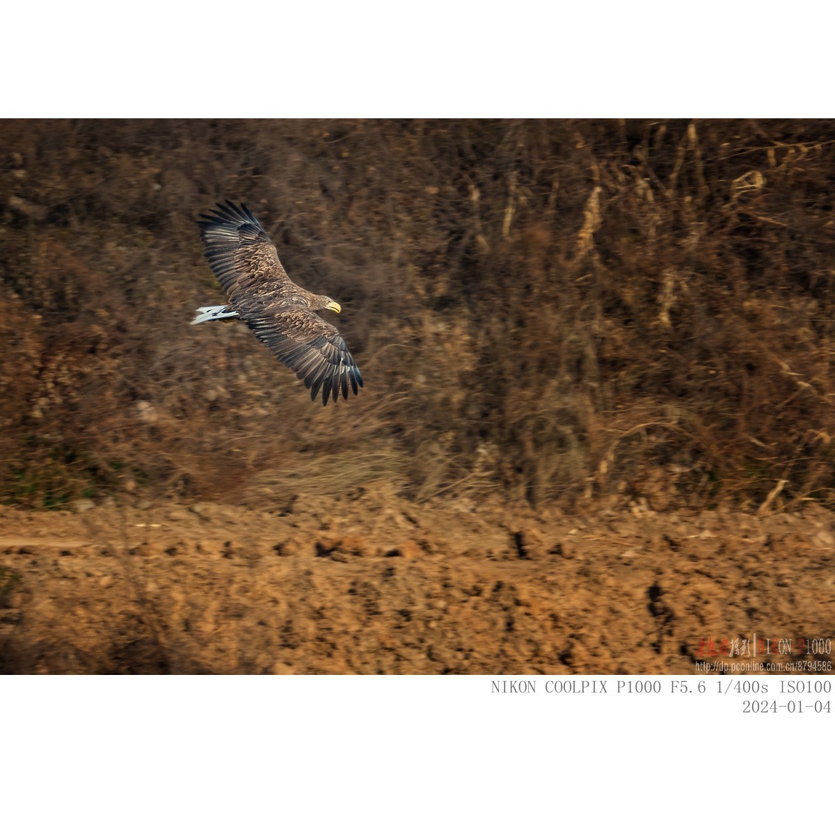 渭河上的白尾海雕