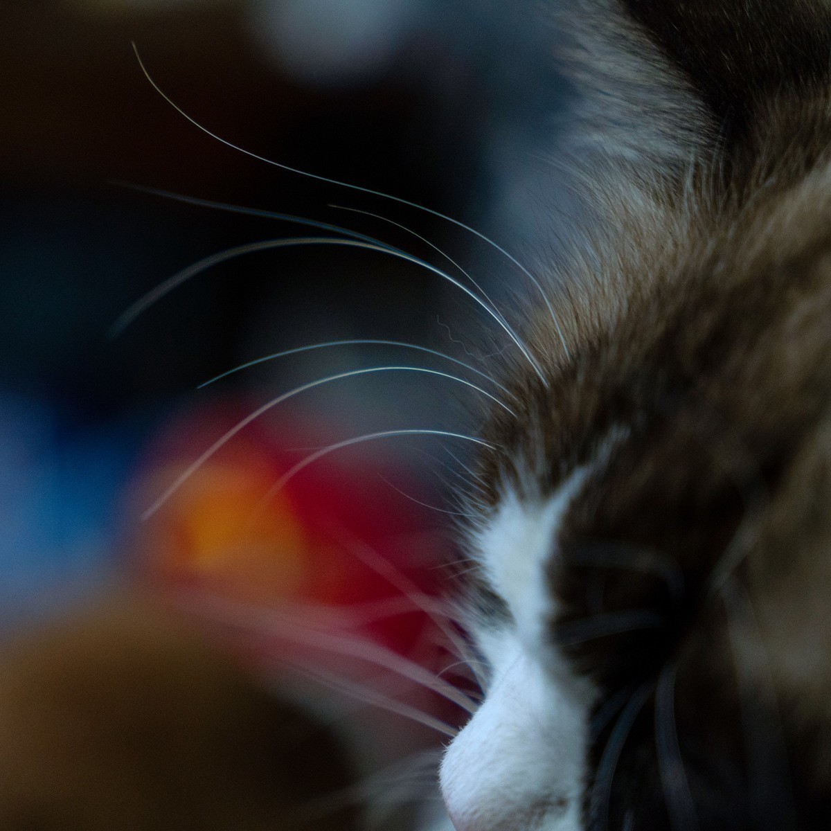 #版主坐堂#索尼大版星空(中国)2024年 2 月份优秀作品精选汇总