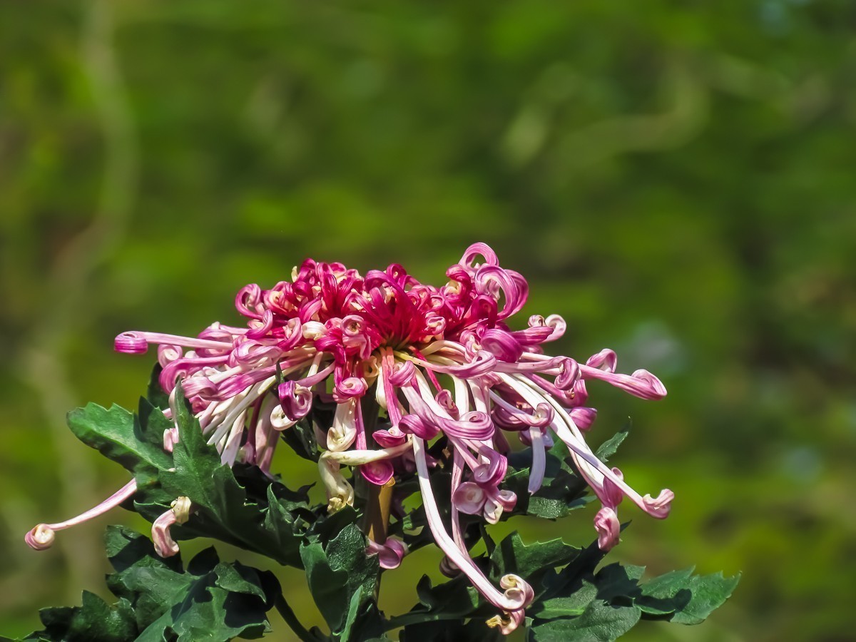 #版主坐堂#索尼大版星空(中国)2024年 2 月份优秀作品精选汇总