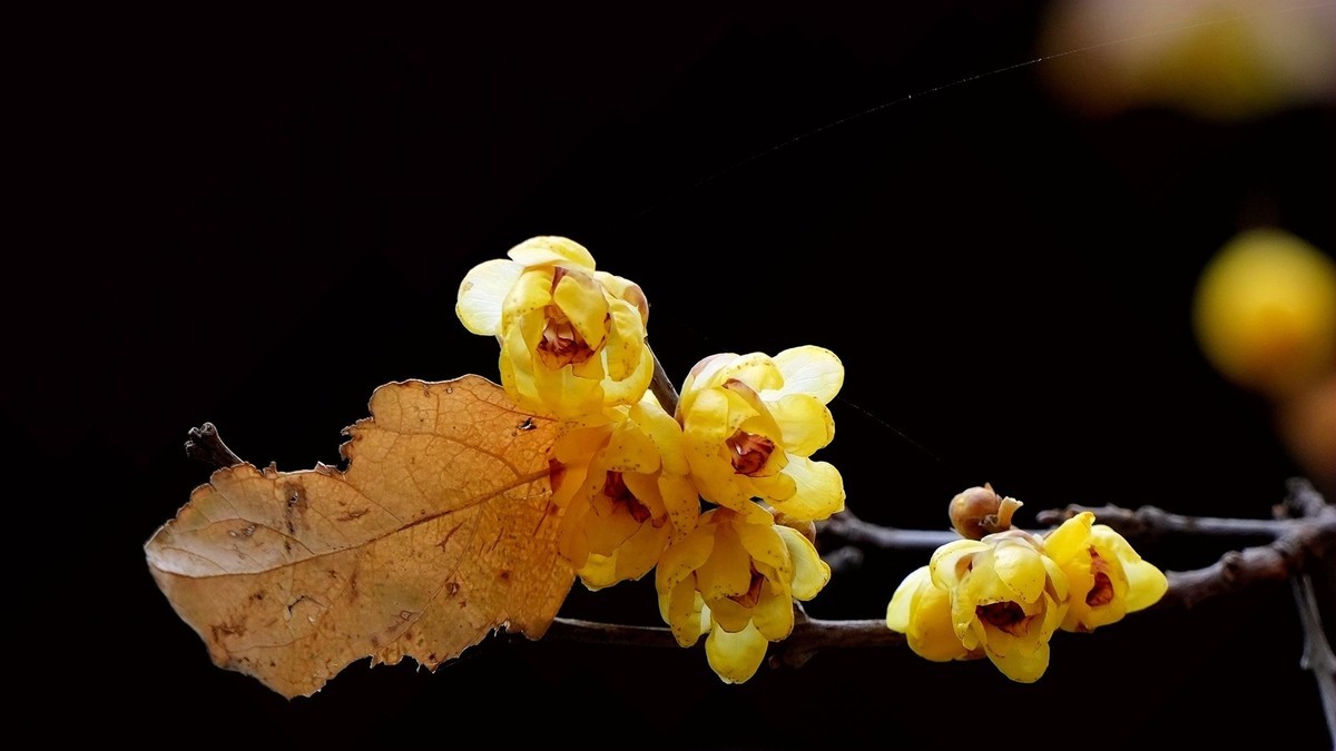 #版主坐堂#索尼大版星空(中国)2024年 2 月份优秀作品精选汇总