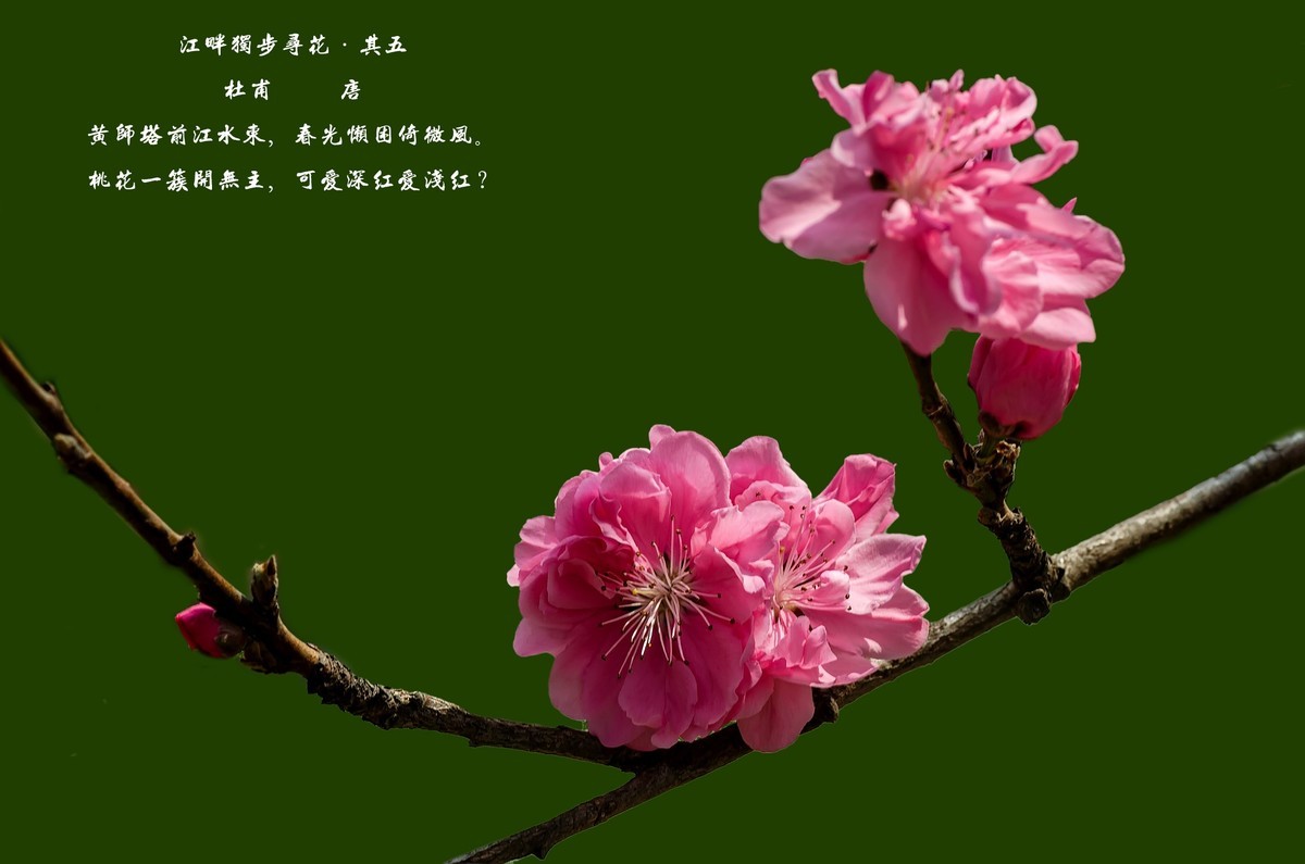 满园春色 之 桃花（江畔独步寻花·其五）