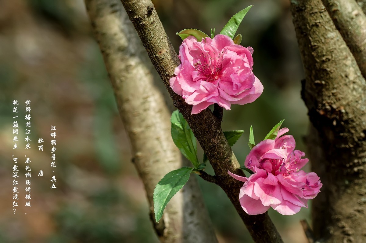 满园春色 之 桃花（江畔独步寻花·其五）