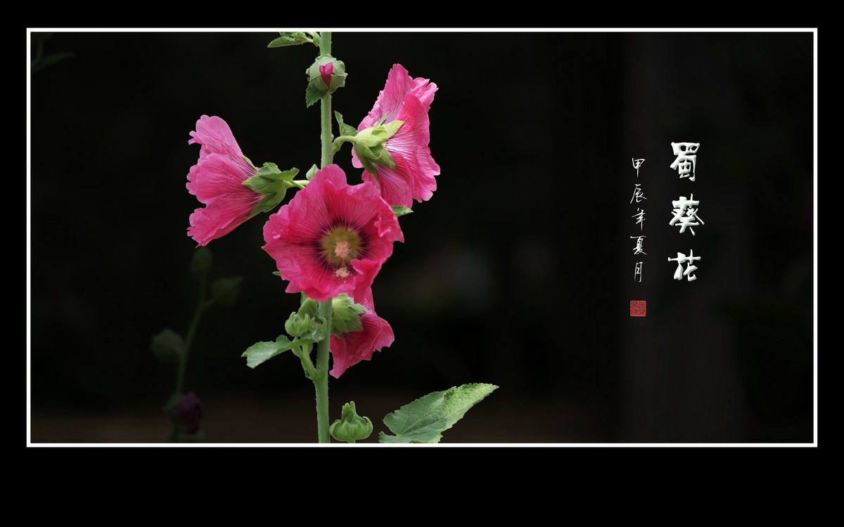 节节升高的蜀葵花