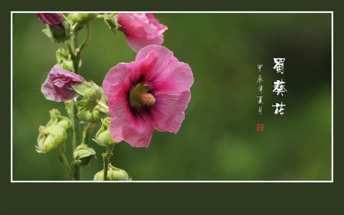 节节升高的蜀葵花