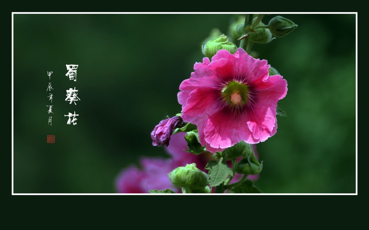 节节升高的蜀葵花