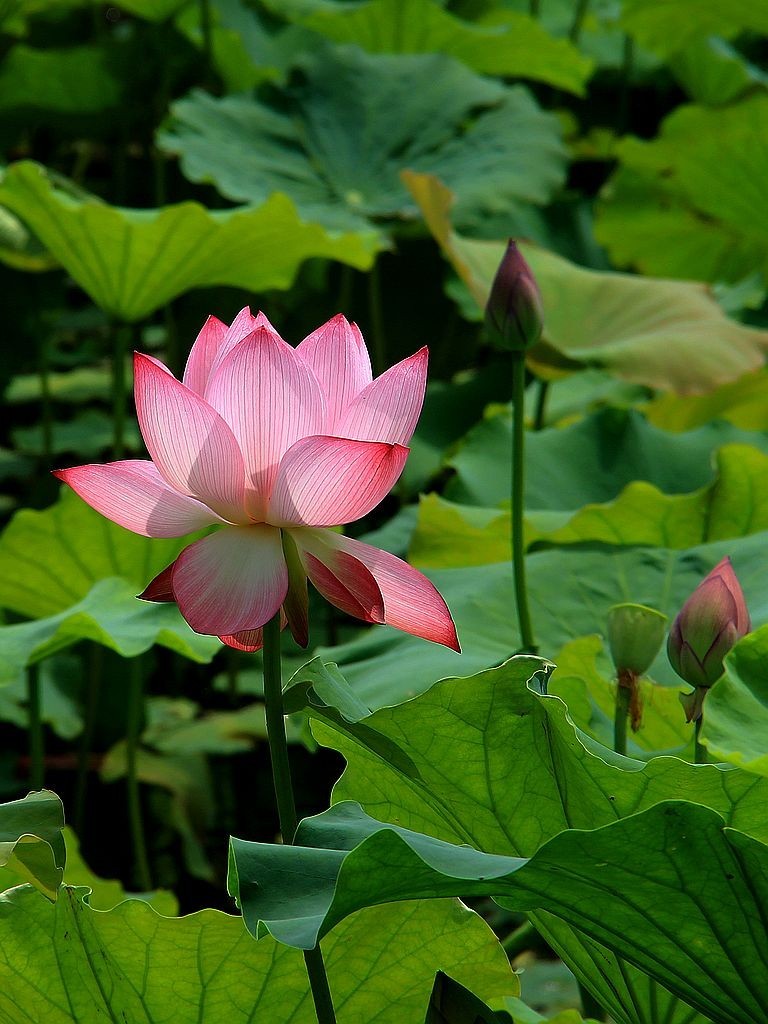 映日荷花别样红=3