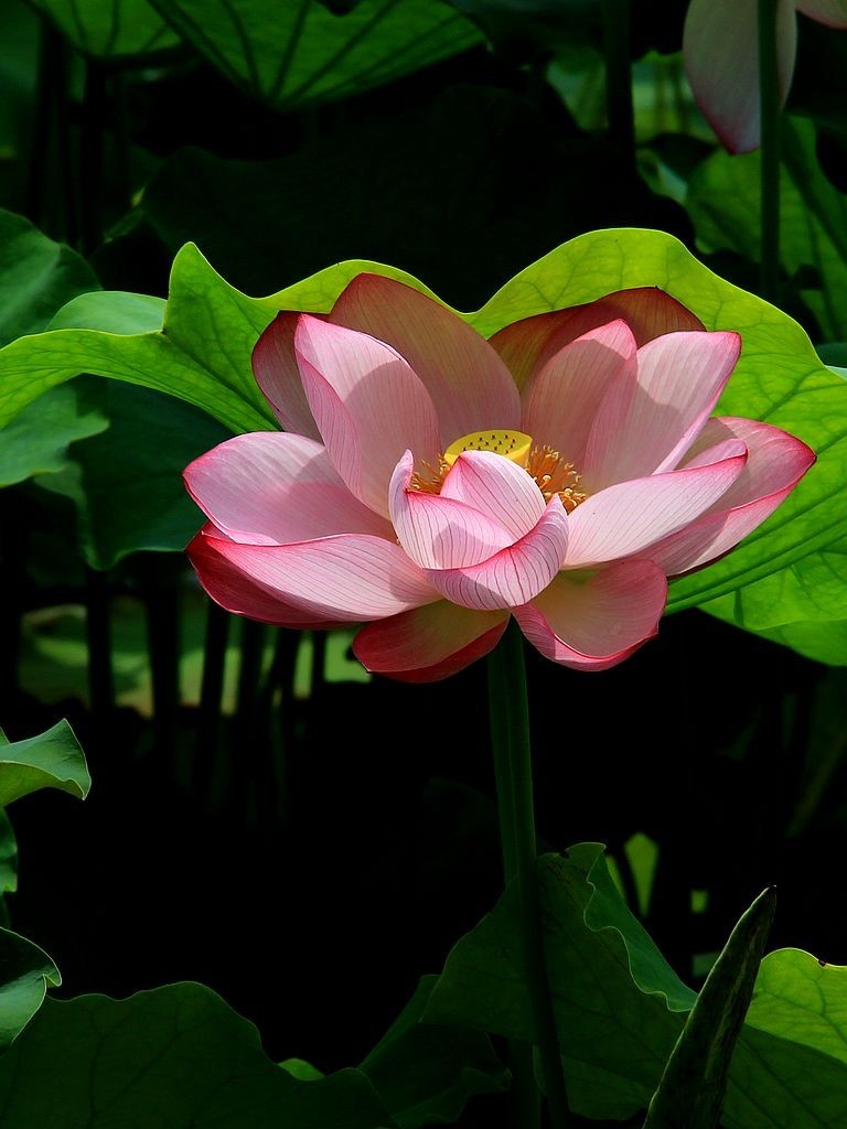 映日荷花别样红=3