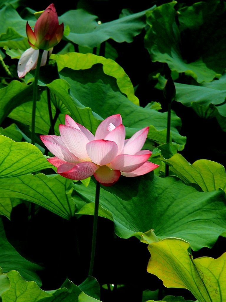 映日荷花别样红=3