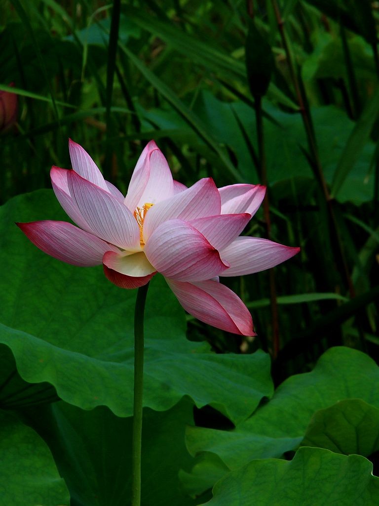 映日荷花别样红=3