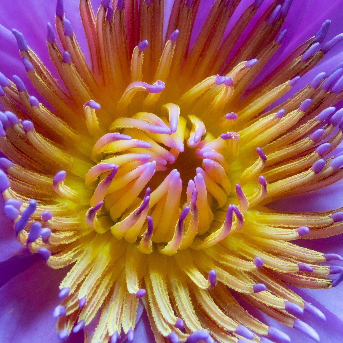 睡莲花蕊：千手观音有很多手臂，就像睡莲的花蕊周围有很多花瓣一样，都给人一种繁茂的感觉。