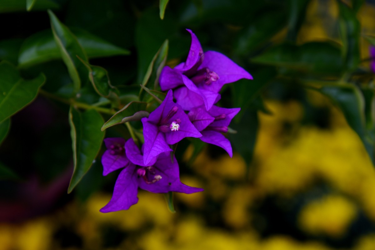 宁海城拍叶子花