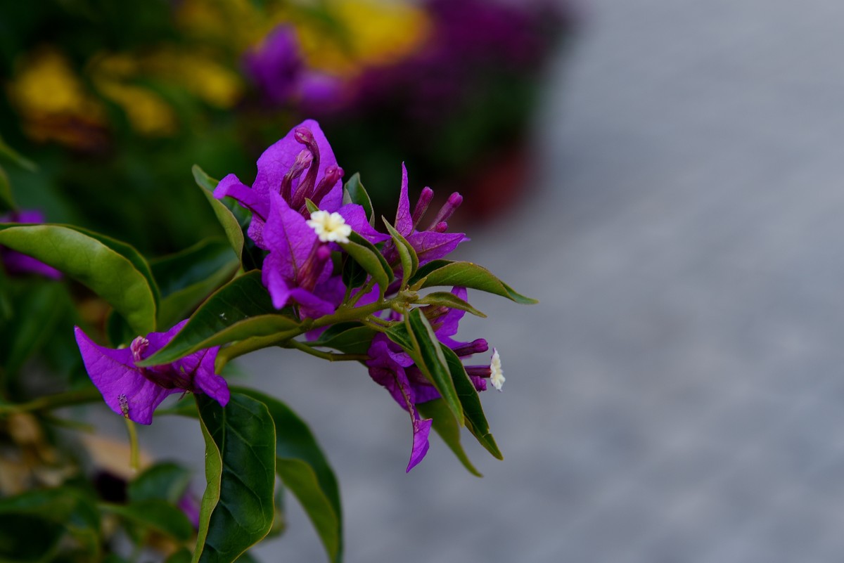 宁海城拍叶子花