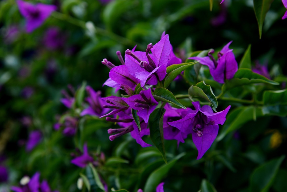 宁海城拍叶子花