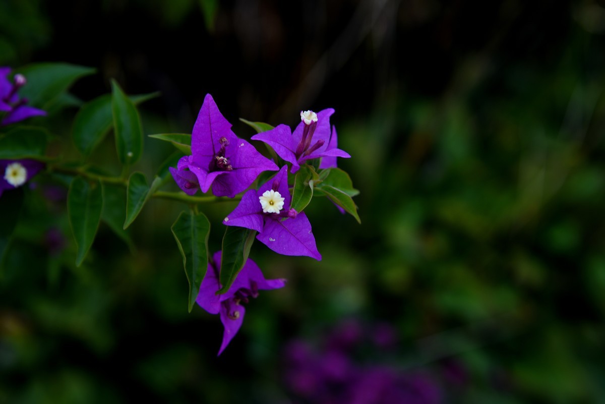 宁海城拍叶子花