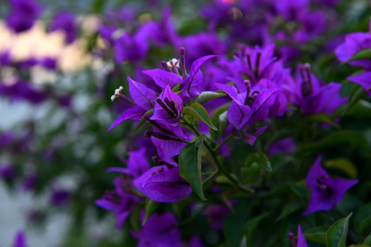 宁海城拍叶子花