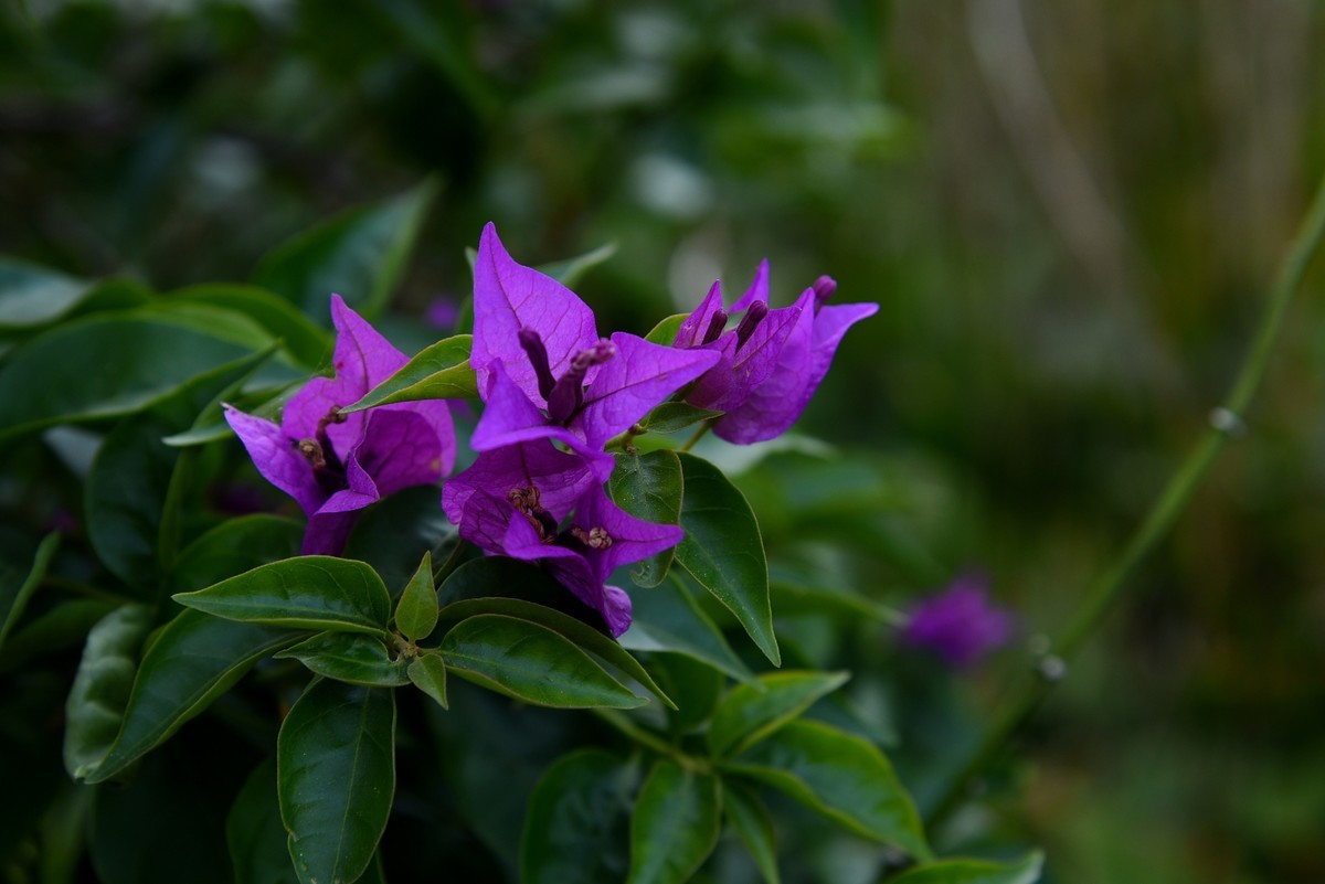 宁海城拍叶子花
