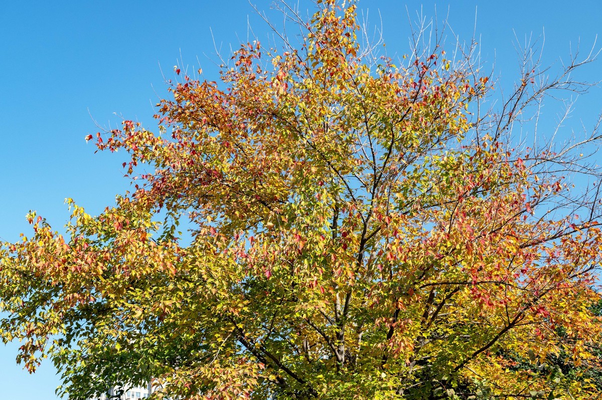 庐州印象（415）延乔路