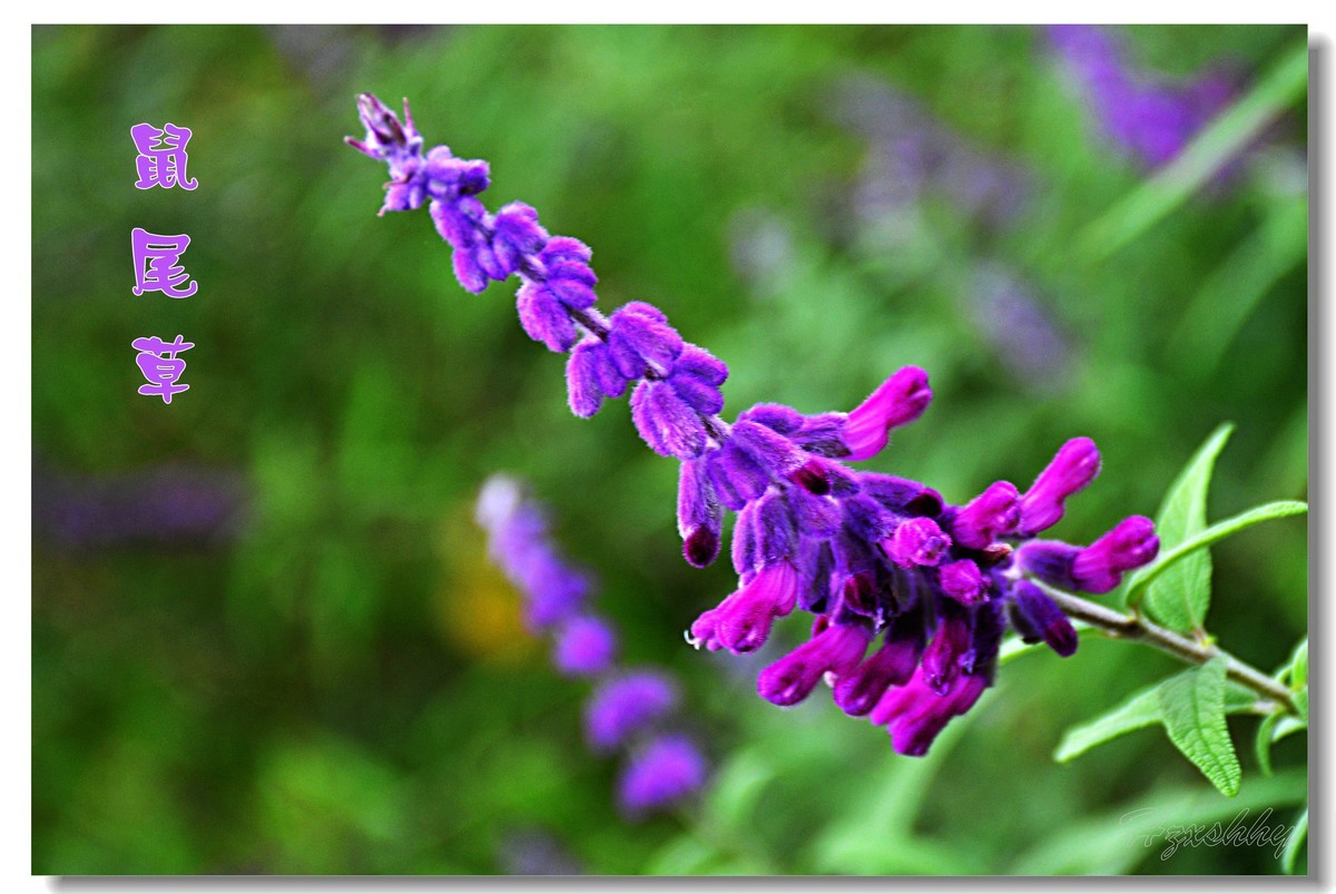 墨西哥鼠尾草（2024300）