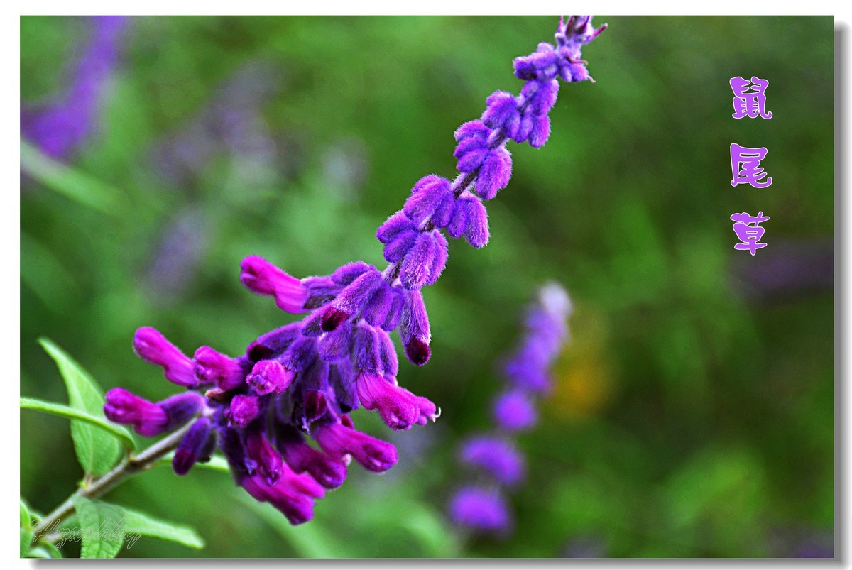 墨西哥鼠尾草（2024300）