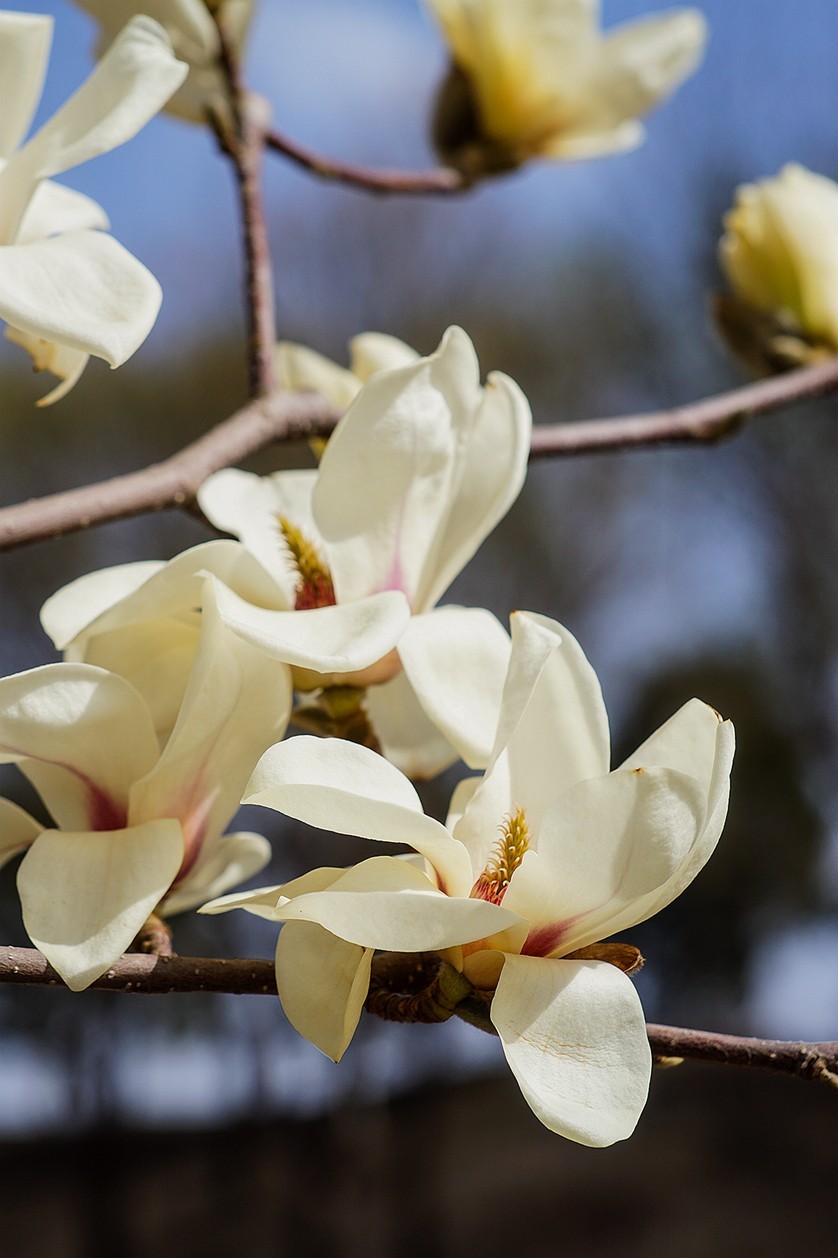 2022春花玉兰特写