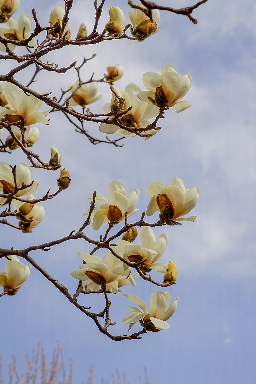 2022春花玉兰特写