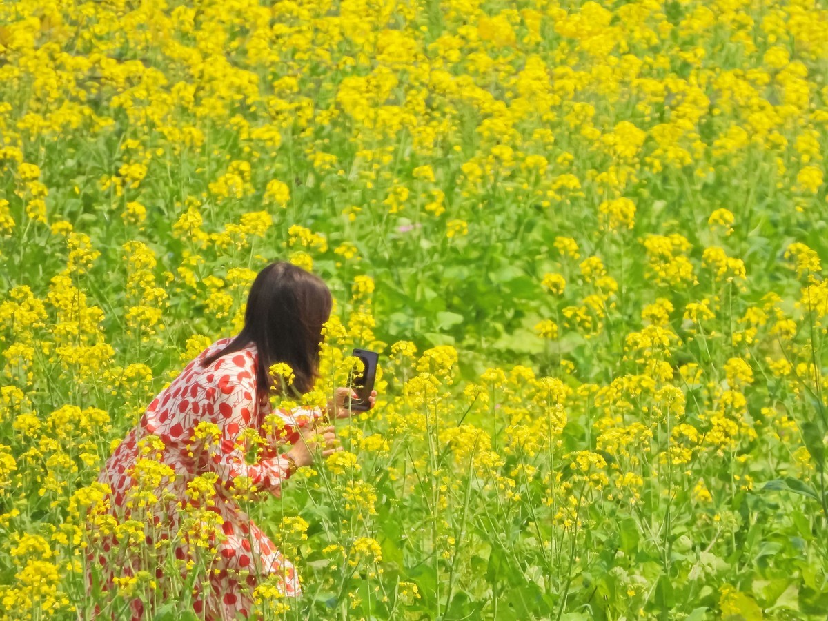 广州红山村油菜花图片