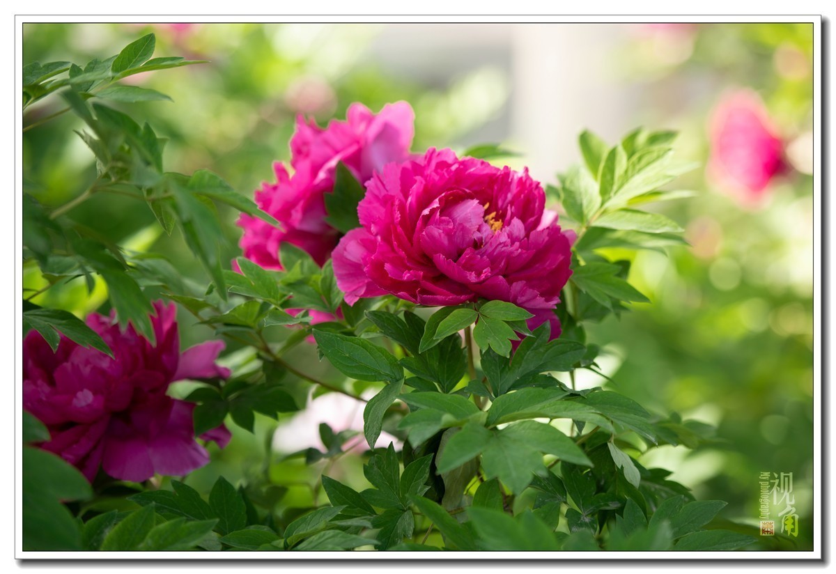 很久没发片，凑个热闹