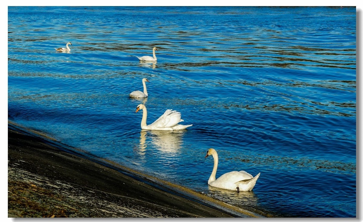 莱茵水暖“（天）鹅”先知